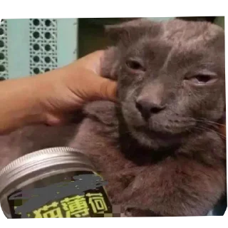 Telegram sticker 🐱 Призвание музыканта, согласно грекам, заключается