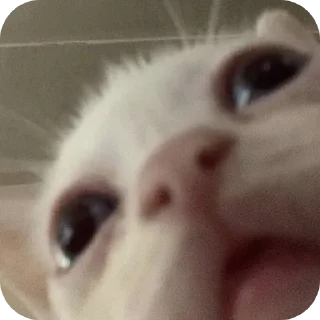 Sticker 🐱 Призвание музыканта, согласно грекам, заключается