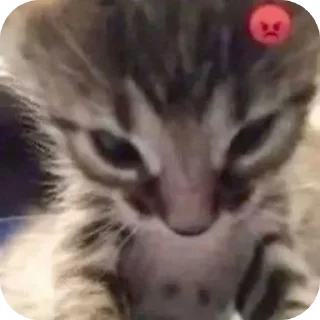 Video sticker 🐱 Призвание музыканта, согласно грекам, заключается