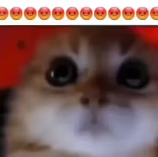 Video sticker 🐈 منطقی