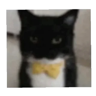 Telegram sticker 🐱 الجمهورية الماتوردية