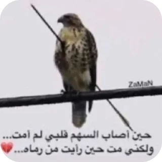 Video sticker 🐦 الجمهورية الماتوردية