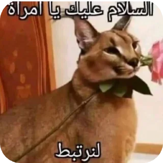 Sticker 🐱 الجمهورية الماتوردية