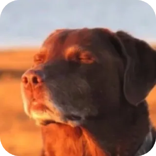 Telegram sticker 😌 SYBAU