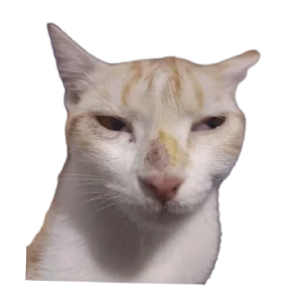 Telegram sticker 🐱 AKY :: @fStikBot