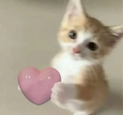 Telegram sticker 🥺 Michael @Nolies666