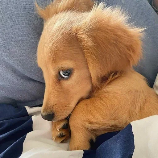 Telegram sticker 🥺 Michael @Nolies666