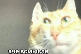 Sticker ❓ Акмаль не дурак(