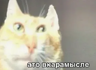 Video sticker ❗ Акмаль не дурак(