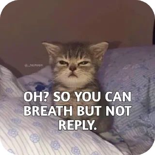 Video sticker 🐱 What it says