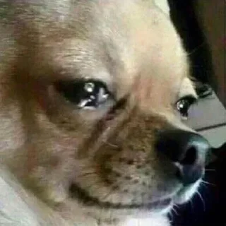Telegram sticker 😢 DOG