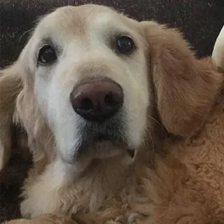 Telegram sticker 😟 DOG