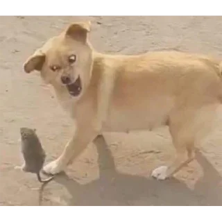 Video sticker 😲 DOG