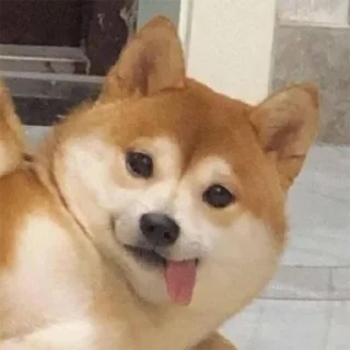 Video sticker 😝 DOG