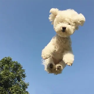 Video sticker 😯 DOG