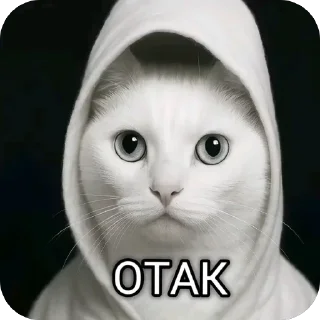 Video sticker 🐱 @Dokuccini pack