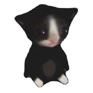 Video sticker 🐱 @Dokuccini pack