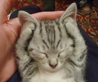 Video sticker 🌟 psych meds (real) @thewireeed :: @fStikBot