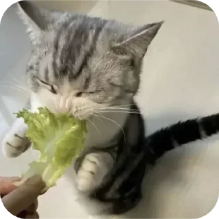 Video sticker 🤩 Больше стикеров тут: @stikery_emodzi_memy