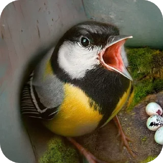 Telegram sticker 🐦 Кукіщі