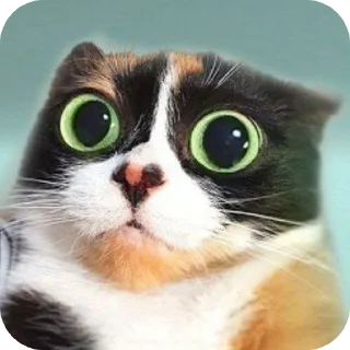 Telegram sticker 👍 Кукіщі
