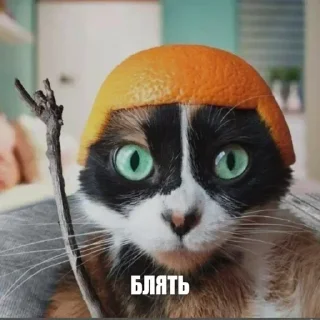 Video sticker 🤗 Кукіщі