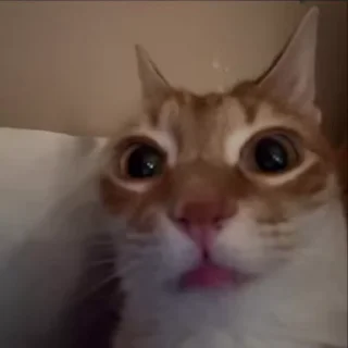 Video sticker 😧 Чики брики :: @fStikBot