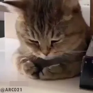 Video sticker 😞 @stjckers شماره مجازی ارزان👉🏼 @Majazinoo_accbot