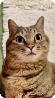 Video sticker 🌟 𝑹𝒐𝒎𝒂𝒏𝒐𝒇 :: @fStikBot