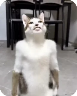 Video sticker 🌟 𝑹𝒐𝒎𝒂𝒏𝒐𝒇 :: @fStikBot