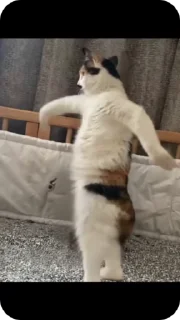 Video sticker 🌟 𝑹𝒐𝒎𝒂𝒏𝒐𝒇 :: @fStikBot