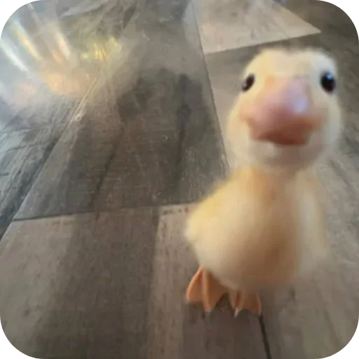 Телеграм стикер 🦆 MOOD