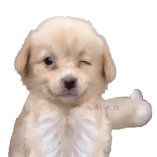 Video sticker 👍 kekma