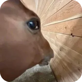 Telegram sticker 🐎 Небо в сделку не входило
