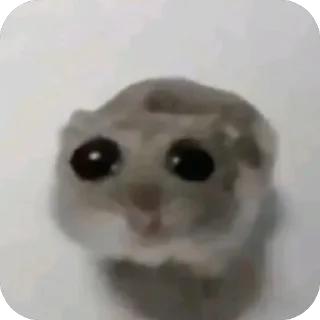 Telegram sticker 🥺 saltyyy