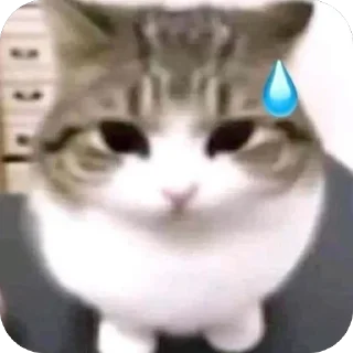 Telegram sticker 😿 saltyyy