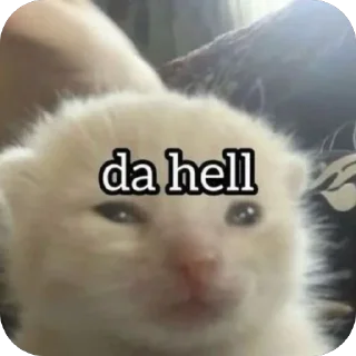 Video sticker 🤨 saltyyy