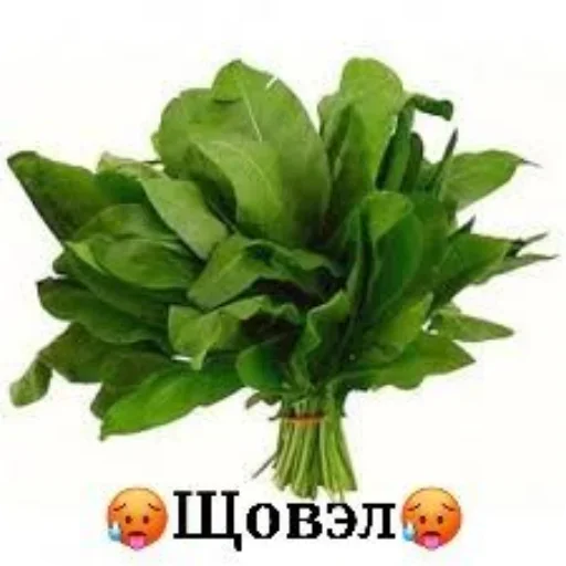 Telegram sticker 👍 Мемчеке