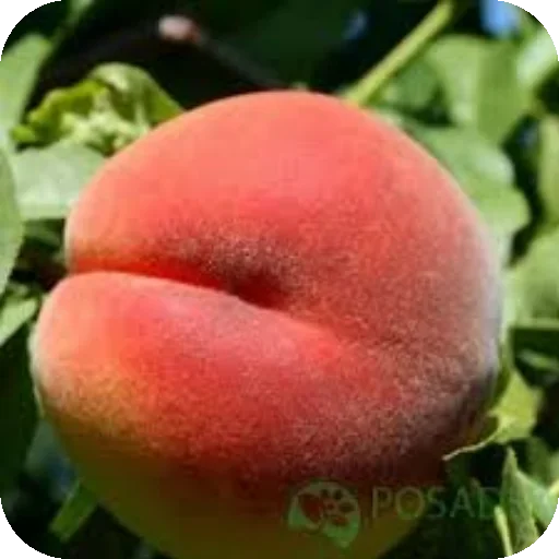 Telegram sticker 👍 Мемчеке