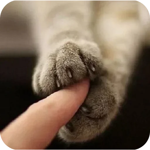 Telegram sticker 🌟 ㅤНаф Ниф @hystericalangels