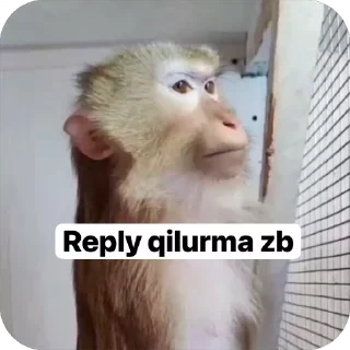 Video sticker 🤩 @Jorabek_7750 :: @fStikBot