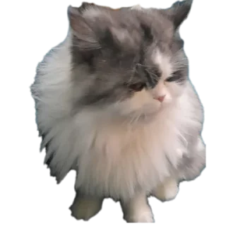 Telegram sticker 🐱 Jean
