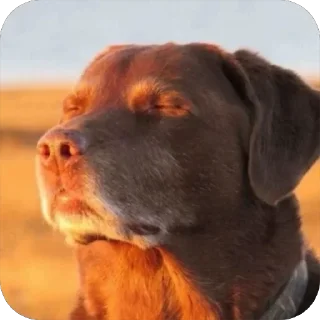 Video sticker 😑 tlou