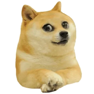 Telegram stiker 🙃 Dogebaazi