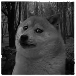 Telegram stiker 😢 Dogebaazi