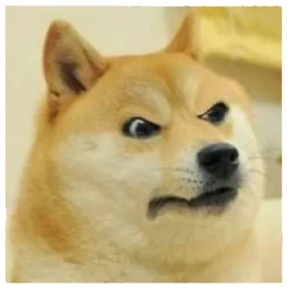 Telegram stiker 🤨 Dogebaazi