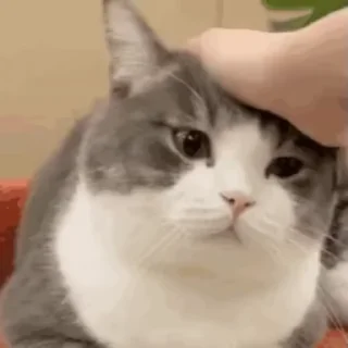 Video sticker 🫳 是土豆！🥔@tudoupack