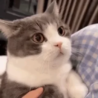 Video sticker 💋 是土豆！🥔@tudoupack