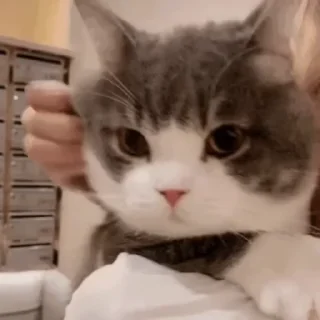 Video sticker 🤏 是土豆！🥔@tudoupack