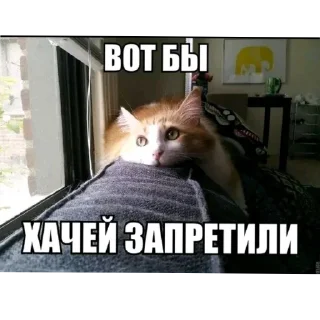 Telegram sticker 🐱 всякая всячина